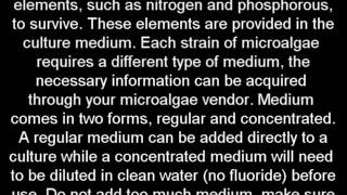 How to Make Algal BiofuelPart 1Growing algae at home [upl. by Rovert608]