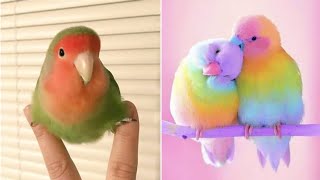 Smart And Funny Parrots Parrot Talking Videos Compilation 2023  Cute Birds 35 [upl. by Nedia]