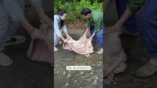 Thử thách ăn 100kg pịa bò short [upl. by Haggai258]