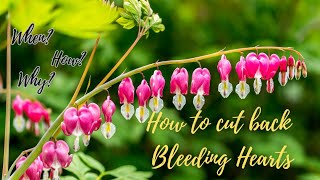 How to Cut Back Bleeding Hearts this Fall 🍁🍃 Dicentra spectabilis plant care 🌿 [upl. by Gilligan]