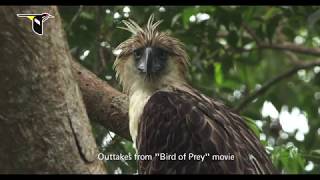 Philippine Eagle Adaptations for Hunting [upl. by Balmuth]