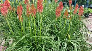 Kniphofia Red Hot Popsicle [upl. by Mortie]