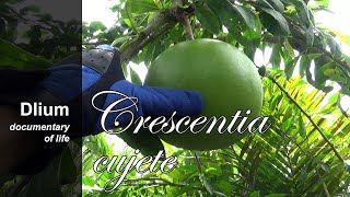 Calabash tree Crescentia cujete  part 1 [upl. by Eldwon]