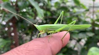 Cone Headed Grasshopper [upl. by Declan]