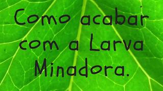 Como acabar com a Larva Minadora [upl. by Annil]