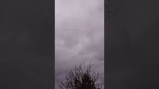 Canadian geese retreating from storm front [upl. by Thorny476]