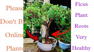 Ficus Plants Roots Very Healthy Care   amp Please Dont Buy Online Plants  shorts youtubevideo [upl. by Ecirahc]