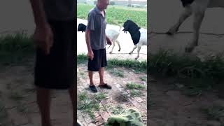 good enjoy short morning goats village life 181 [upl. by Droflim]