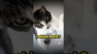 Cat rabies dogs [upl. by Oni]