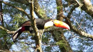 Toco Toucan in the wild  Tucan grande  Tucanuçu  Reuzentoekan  Ramphastos toco [upl. by Sukey]