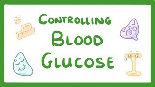 GCSE Biology  Control of Blood Glucose Concentration 56 [upl. by Rosana]