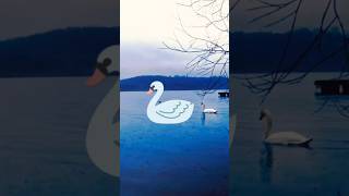 El Cisne del Lago swan lake nature peace rain shorts youtube parati relax viralvideo [upl. by Larred]