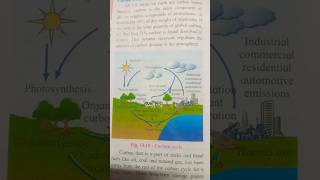 biology carbon cycle life [upl. by Anila]