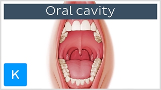 Overview of the Oral Cavity preview  Human Anatomy  Kenhub [upl. by Ikceb]