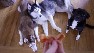 These 3 Dogs Really Love Bacon  Mishka Laika and Moki [upl. by Peterman492]