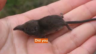 Northern Short Tailed Shrew Facts You’ll Never Forget [upl. by Arinayed]