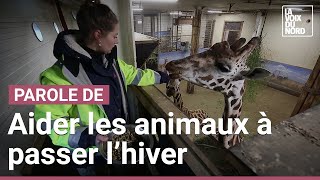 Lhiver avec les animaux de Pairi Daiza  rencontre avec la vétérinaire Alicia Quiévy [upl. by Milburn]