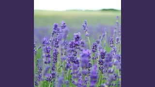 Lavender Fields [upl. by Baptist73]