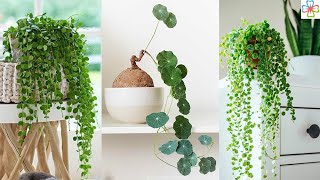 16 Indoor Plants with CoinShaped Leaves [upl. by Audie]