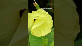 Abelmoschus Manihot🌼🌼 flower nature shorts plants viralshorts [upl. by Acinaj624]