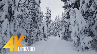 4K Winter Hike through Snowy Forest with Snow Crunch Sound  Scenic Trails of Canada  Part 2 [upl. by Eppes20]