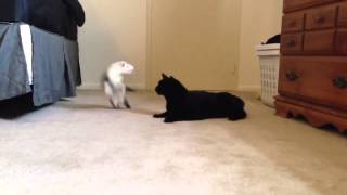 Cat Ferret play fighting [upl. by Milinda]