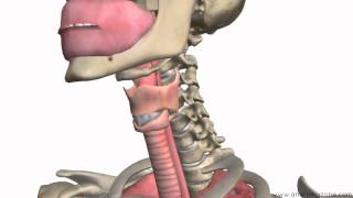 Respiratory System Introduction  Part 1 Nose to Bronchi  3D Anatomy Tutorial [upl. by Nolyat705]