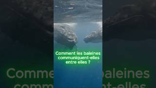 Comment les baleines communiquentelles entre elles  animaux plage baleine ocean [upl. by Bosch]