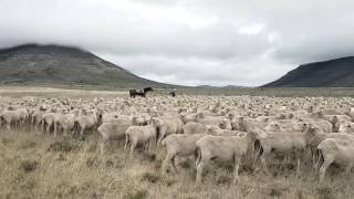 Taking Merino Sheep Farming to the next level [upl. by Lorelei]