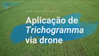 Aplicação de Trichogramma via drone  Geocom [upl. by Tarra]