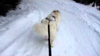 Snørekjøring med samojed  skijoring with a samoyed dog [upl. by Halima]