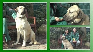 Hundevermittlung  MärzApril 2019 Tierheim Hannover TV [upl. by Amethyst27]