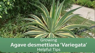 Growing Agave desmettiana ‘Variegata’ Helpful Tips [upl. by Anirtal]