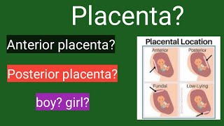 Placenta  anterior placenta posterior placenta in Tamil [upl. by Osbert]