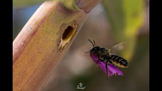 A native bee putting flower petals in her nest [upl. by Atkinson]