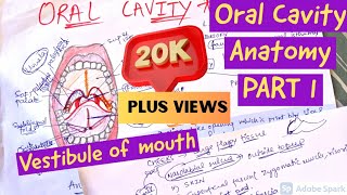 ORAL CAVITY ANATOMY  VESTIBULE OF MOUTH [upl. by Gerkman448]