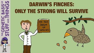 Darwin’s finches as an exceptional model of natural selection not all can survive [upl. by Nonnarb833]