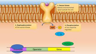 Twocomponent signal transduction system [upl. by Ttoille]