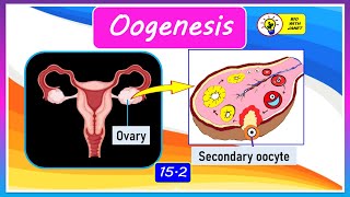 FORM 4 CHAPTER 15 152  OOGENESIS IN HUMANS [upl. by Marchelle]