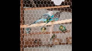 viveiro cantoperiquitoaustraliano periquitoautraliano budgies filhotesdeperiquitosaustralianos [upl. by Norvan]