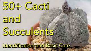 50 Plus Succulent and Cactus Varieties  Identification and Collection [upl. by Zoha]