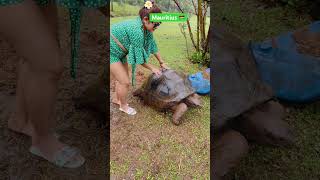 280 years old tortoise 🐢 Mauritius 🇲🇺 [upl. by Llertrac151]