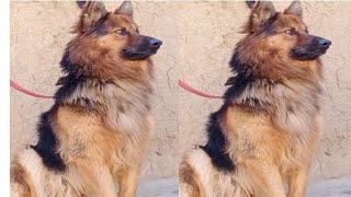 German dog bark double coat barkingloud sound angry dog barking Sounds to makeyour dog [upl. by Adnaluy]