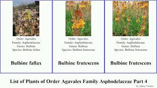 List of Plants of Order Agavales Family Asphodelaceae Part 4 bulbine astroloba bulbinella eremurus [upl. by Lundt]