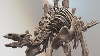 Stegosaurus fossil could draw millions at Sothebys geek week auction [upl. by Yzeerb71]