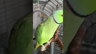 Screaming Talking Indian Ringneck parrot Bird noises [upl. by Jd]