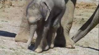 Elephant Cow Temi and her 8 days old Little Prince Ludwig at Munich Zoo  Tierpark Hellabrunn [upl. by Yelruc920]