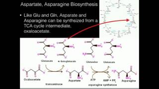 Aspartate Asparagine Biosynthesis [upl. by Berhley]