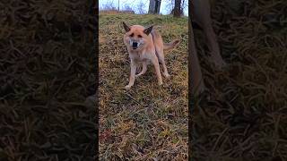 German Shepherd growling and yawning4ktrendingshorts [upl. by Loretta]