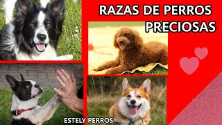 4 RAZAS DE PERROS SUPER ASOMBROSAS [upl. by Shirk]